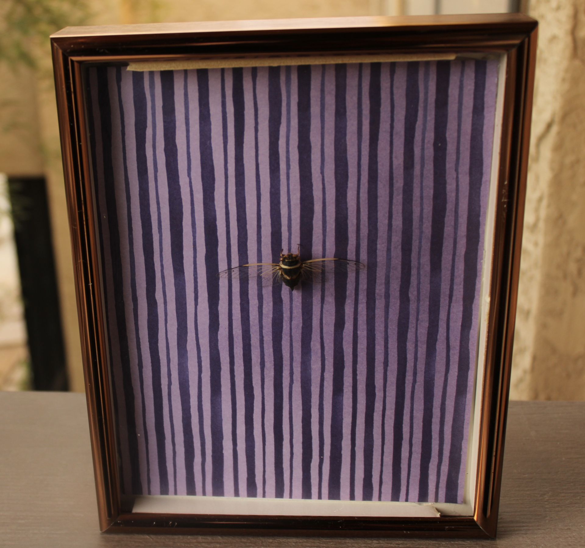 Taxidermy framed art!