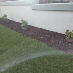 Potted Succulents $5 - $15 Each