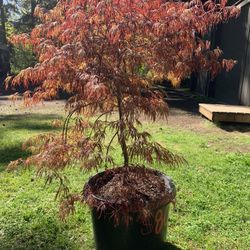 “Crimson Queen” Japanese Maple Tree