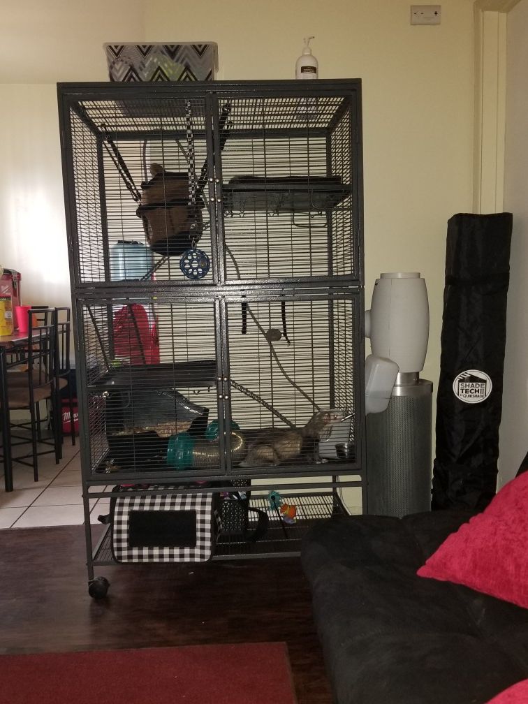Ferrets