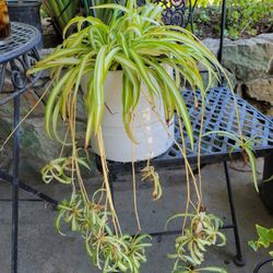 Spider Plant, Potted In A Ceramic Pot.