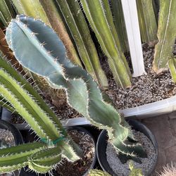 🌵Fully Rooted Spiral cereus • Blue Cactus🌵