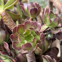 Aeonium Succulent Cuttings – $15 per Bundle (Rancho Cucamonga) 