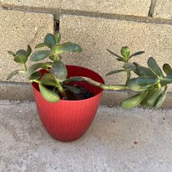 Jade Plant