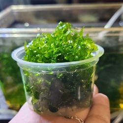 Subwassertang - Aquarium Plant