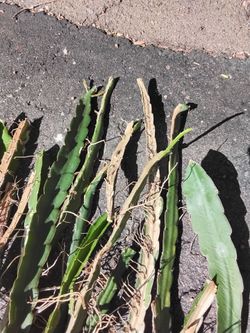 Clearance Sale Dragon Fruit Cuttings all for