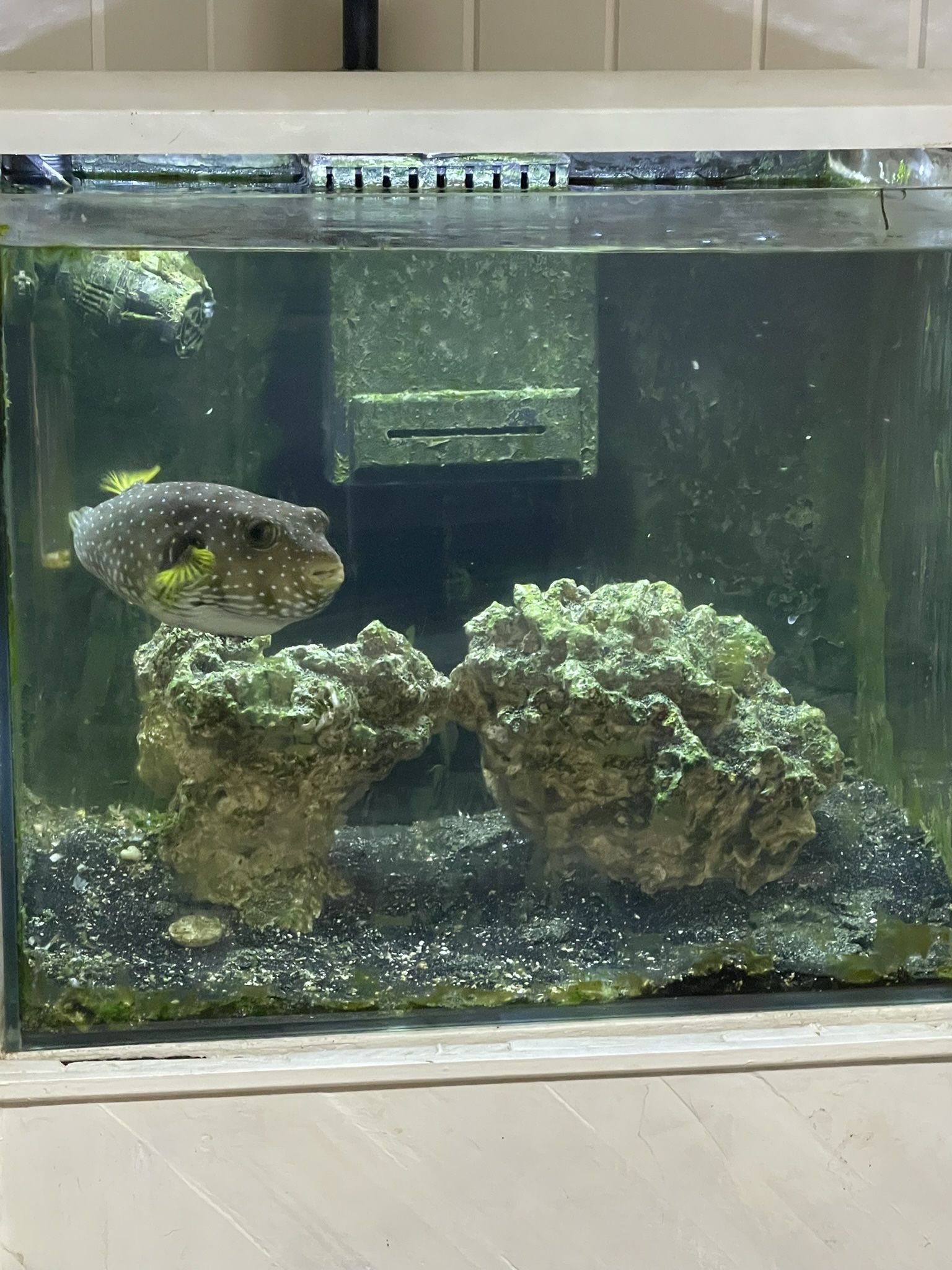 50 Gallon AIO Tank and Sump. Everything Included