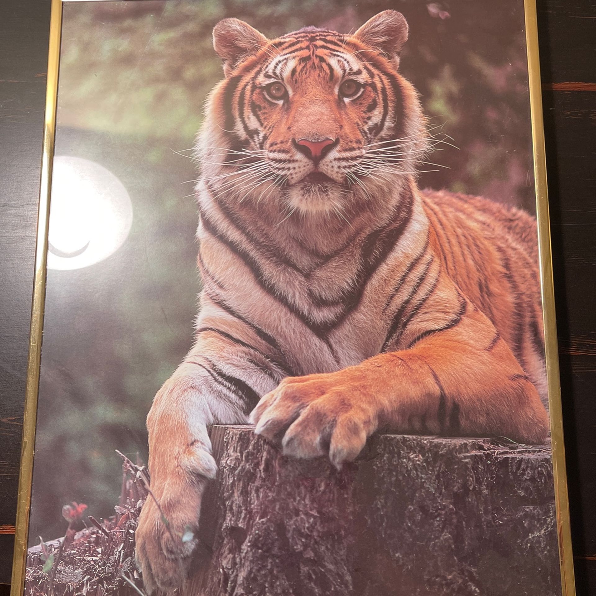 Tiger framed photo