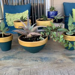 Succulents in Clay Pot Bundle