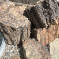 Black Petrified Wood From As