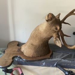 Deer Head   Really Nice 