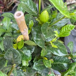 Jasmine plants on sale now $15
