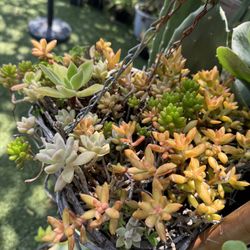 Succulent In A Hanging Pot 