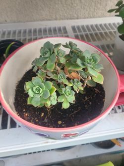 Aeomium succulent plant