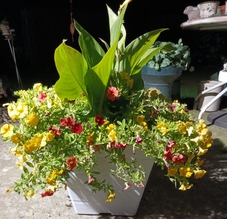 Petunia Flower Pot