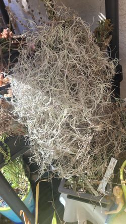 Spanish moss