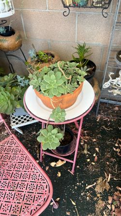 Real plant