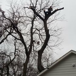 Se hacen Trabajos de Arboles