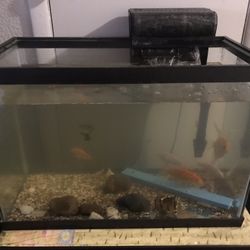 Fish Tank 40  Gal Aquarium With Fish & Filter