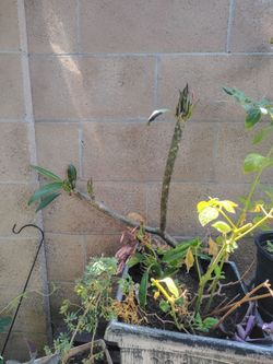 Plumeria $25
