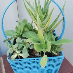 Blue Wicker Basket With 10 Plants