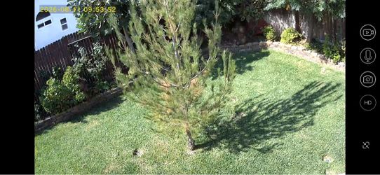 Pine tree for free