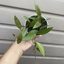 4” Hoya Memoria