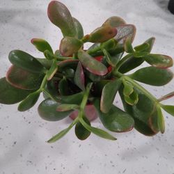 Jade
