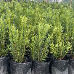 Podocarpus Plants 3 Gallon