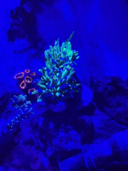 Fake Holy Grail Variant 