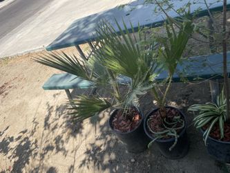 Trees In 5 Gallon Pots