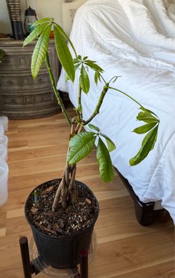 Money Tree 7” Nursery Pot
