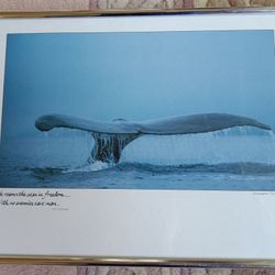 Framed Photograph "Whale's Tail" by Tom Bean
