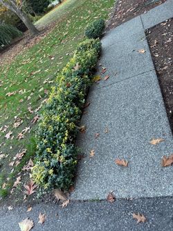 Free - Boxwood Shrubs