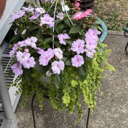 Beautiful hanging basket of Impatients and Creeping Jenny