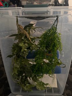 Crested gecko temporary enclosure