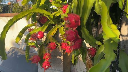 dragon fruit
