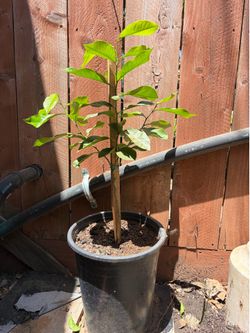PLANTAS LIMON AMARILLO