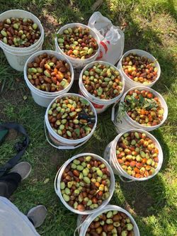 Sweet and crunchy Jujube GA866