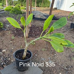 Plumeria Noids For Sale