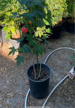 Chinese Lantern Plant