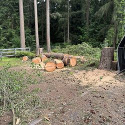 Free Duglas Fir- Firewood in Stumps 