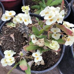 Euphorbia Milli ( Corona De Cristo)