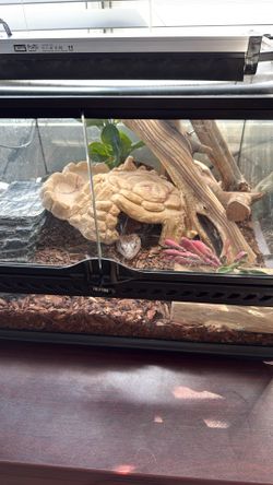 Blue tongue skink
