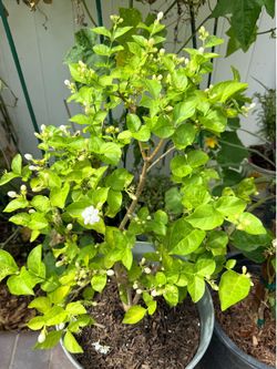 🌿Arabian Jasmine Sambac Tree Loaded With Buds Ready to Bloom | Sweet Fragrant White Flowers