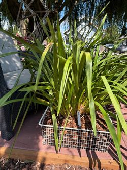 Cymbidium orchid B1