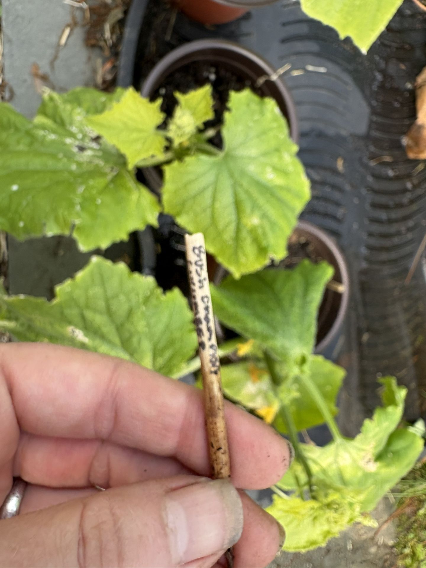 Bush Champion Cucumber