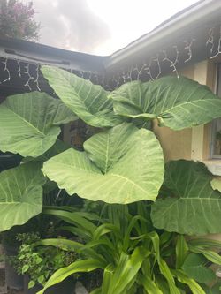 Elephant ear plant - first picture is the mother plant -$3