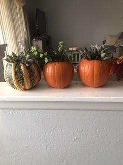 Pumpkin succulent plants