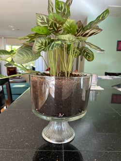 Live Praying  / Peacock Plant